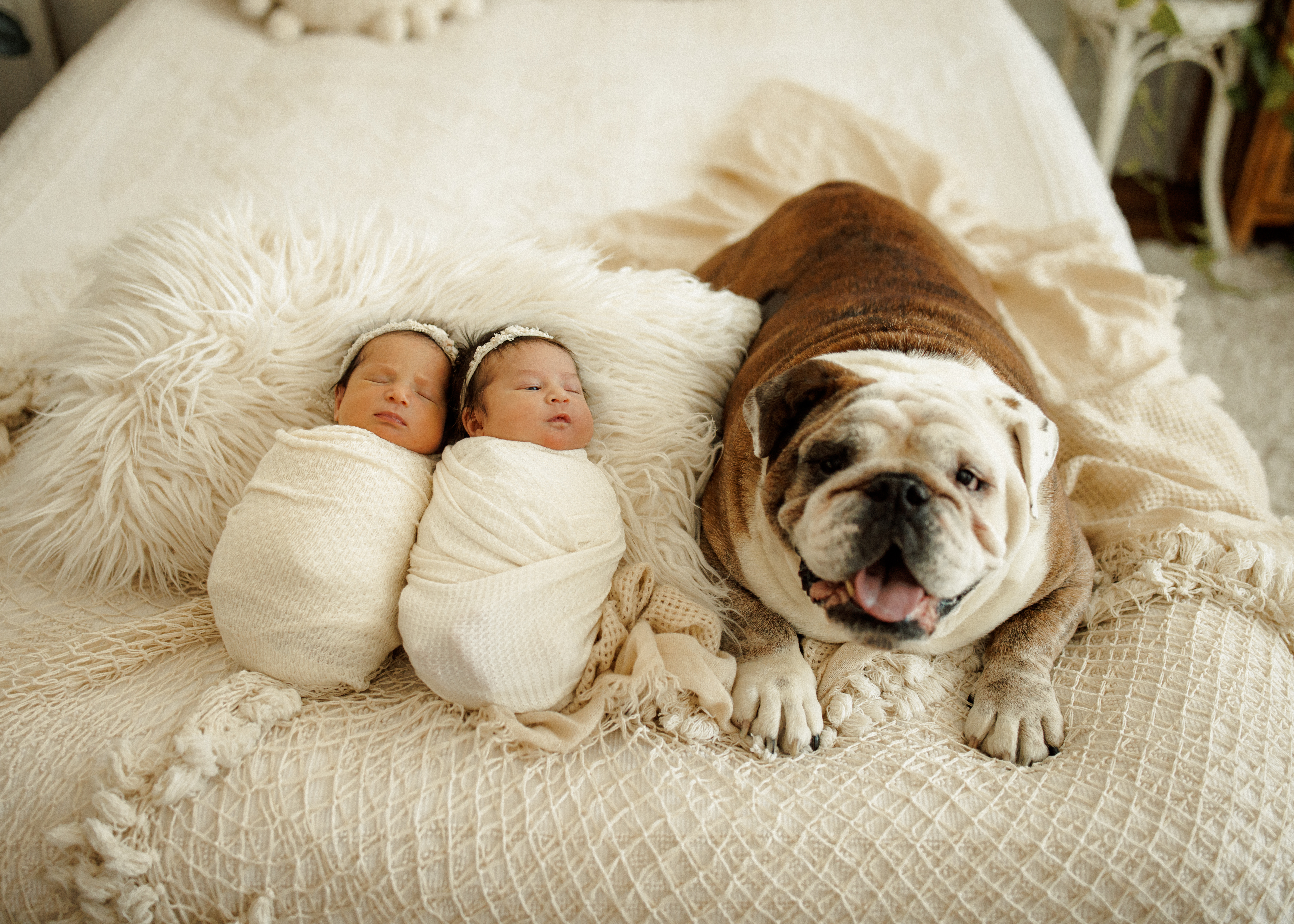 bulldog and twins newborn photographer Chicago