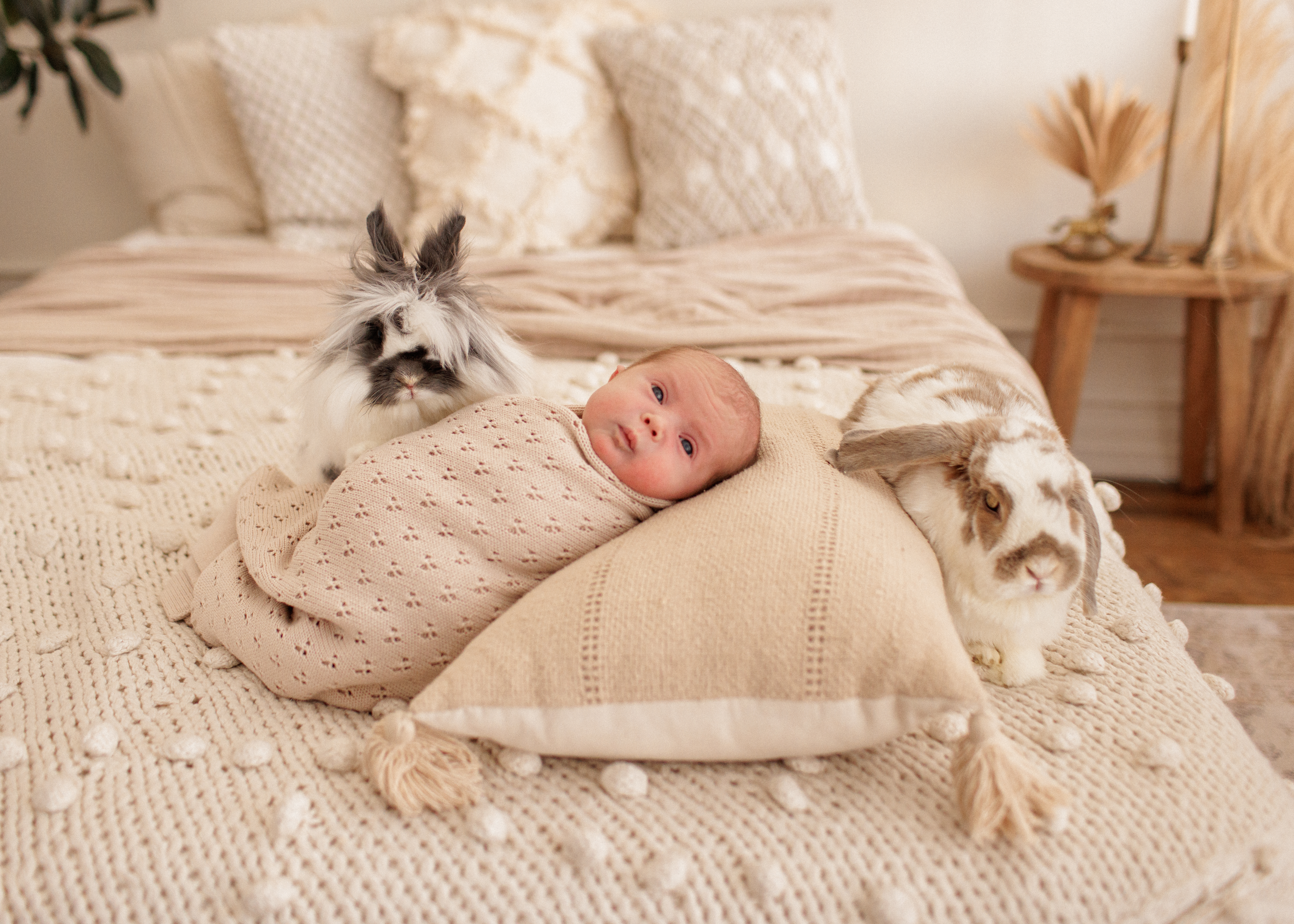 bunnies and babies in Chicago