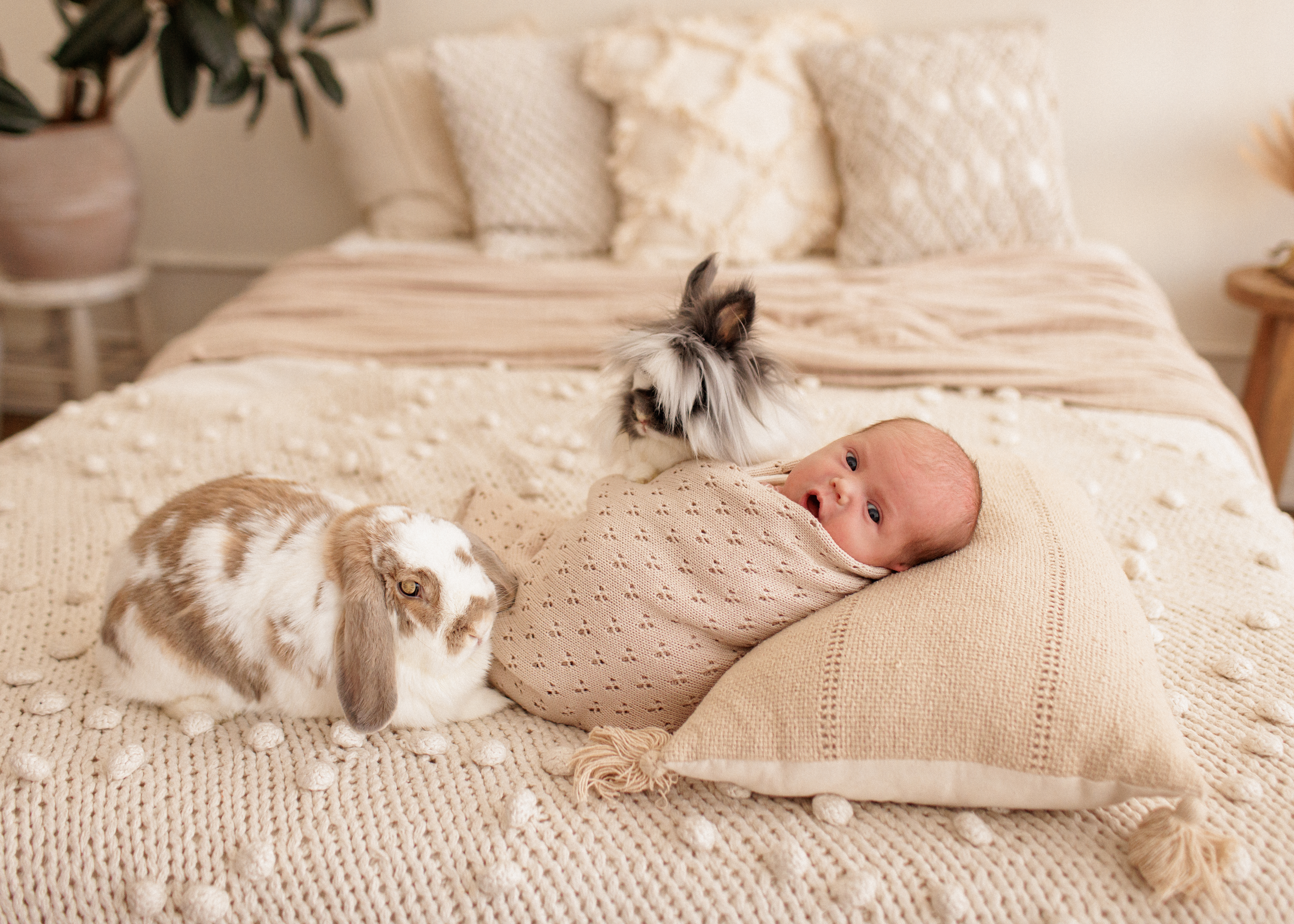 Chicagoland newborn photographer