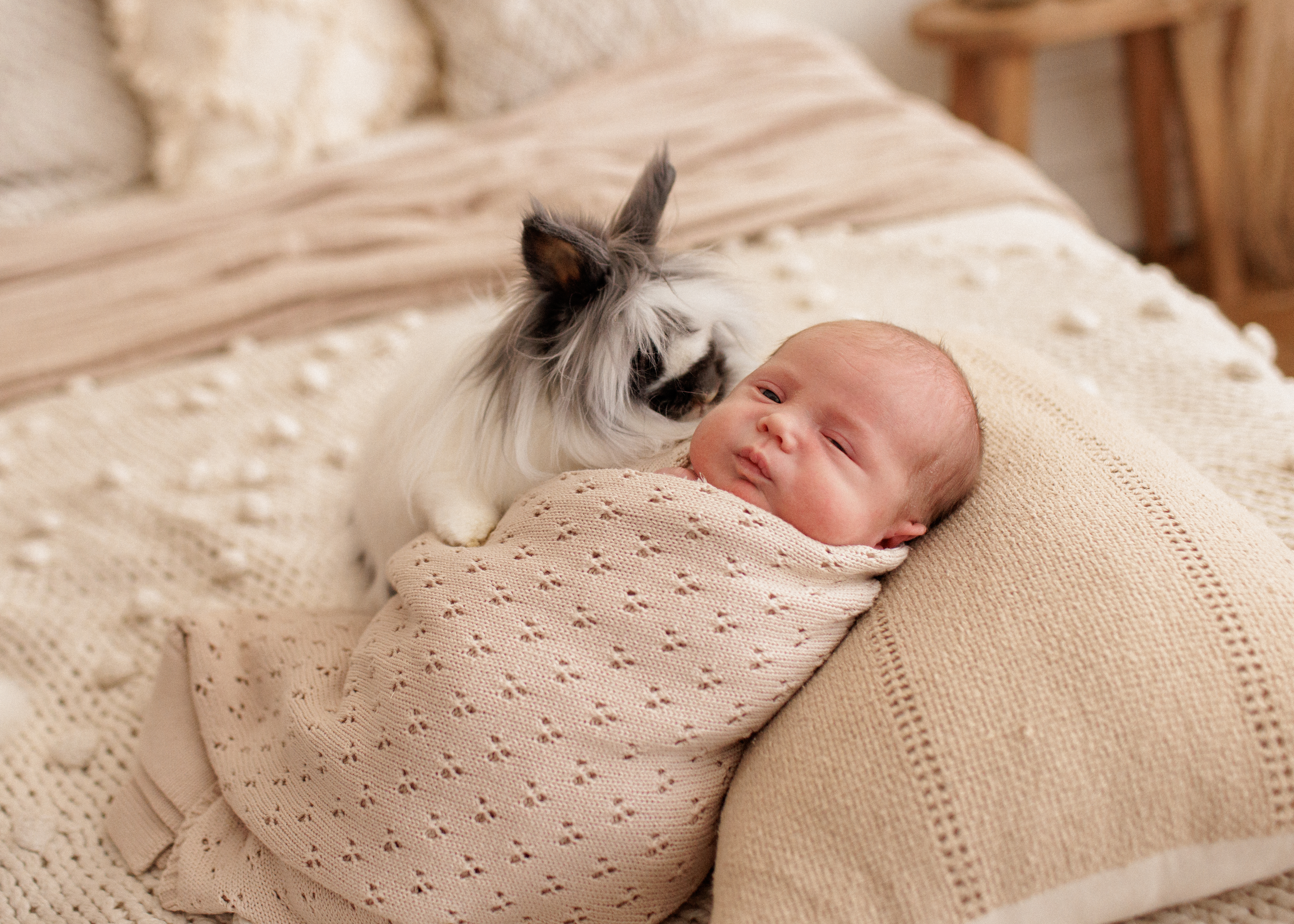 Chicago newborn photographer, featuring pet rabbits too