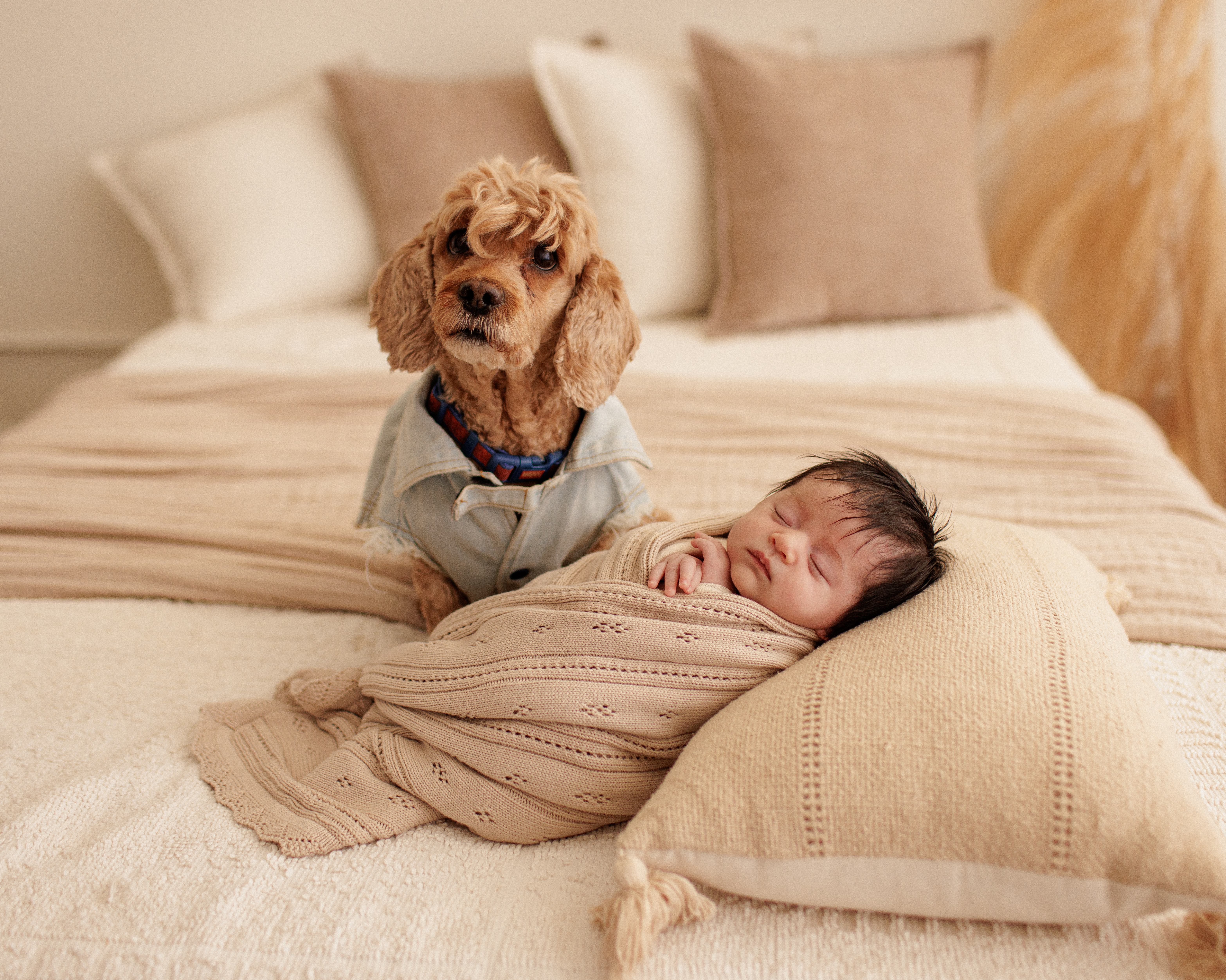newborn photography Chicago-book now